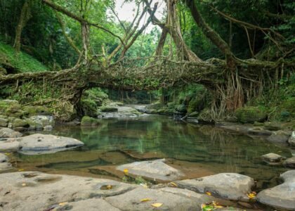Living Root Bridges Trek (Cherrapunji, Meghalaya)