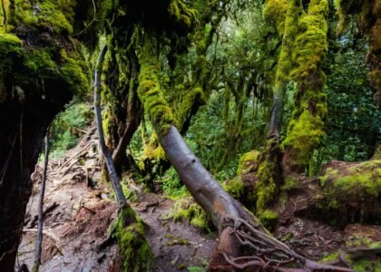 Mossy Forest Guided Trek