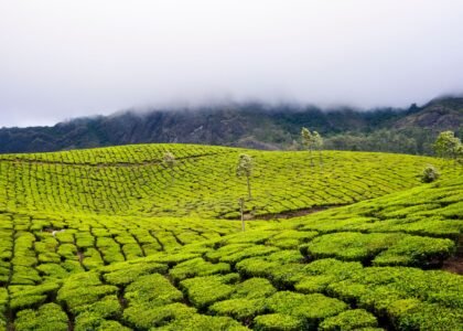 Spice Plantation & Tea Trail (Munnar / Thekkady)