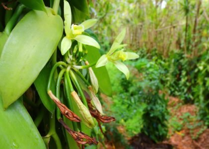 Spice Plantation Tour