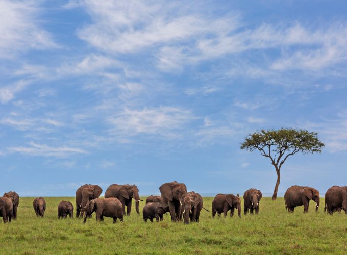 Kenya: Nairobi & Masai Mara Safari Escape 6D/5N
