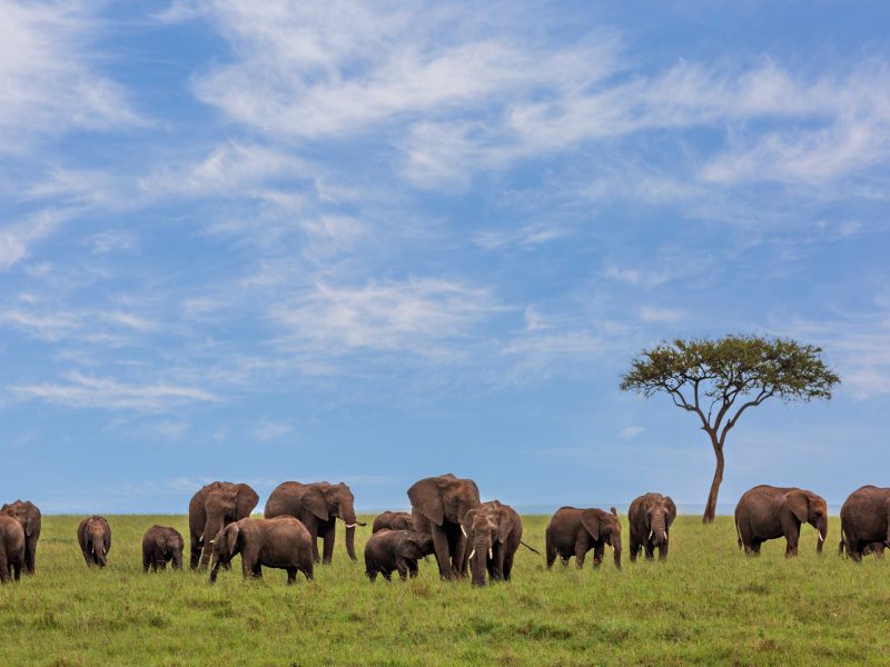 Kenya: Nairobi & Masai Mara Safari Escape 6D/5N