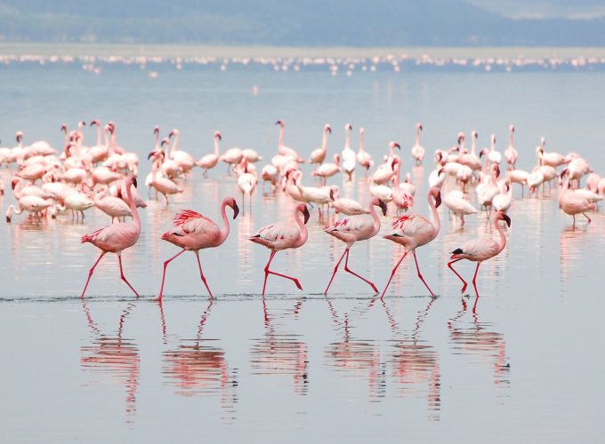 Kenya Safari Circuit: From Savannahs to Lakes & Kilimanjaro Peaks 9D/8N