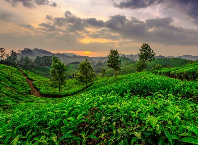 Kerala Hills, Backwaters & Coast 8D/7N