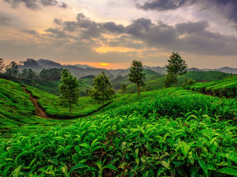 Kerala Hills, Backwaters & Coast 8D/7N