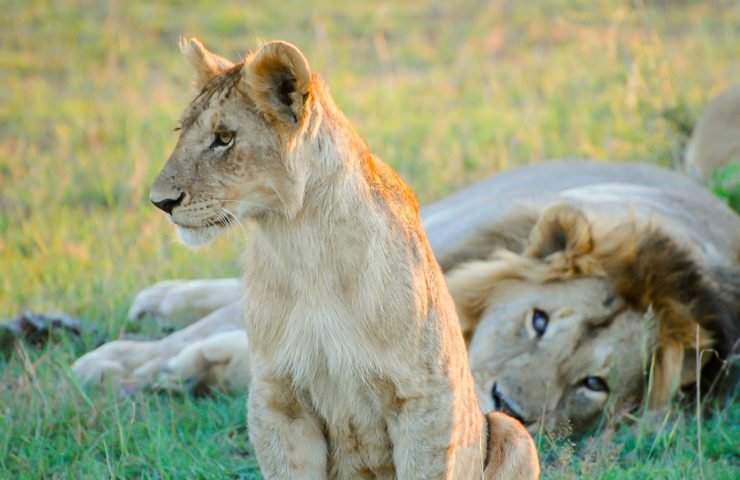 Into the Wild: What Makes a Kenyan Safari Truly Unforgettable