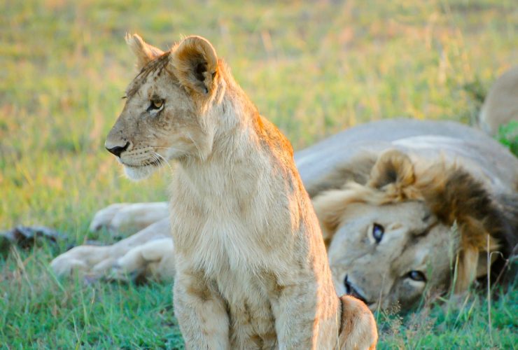 Into the Wild: What Makes a Kenyan Safari Truly Unforgettable