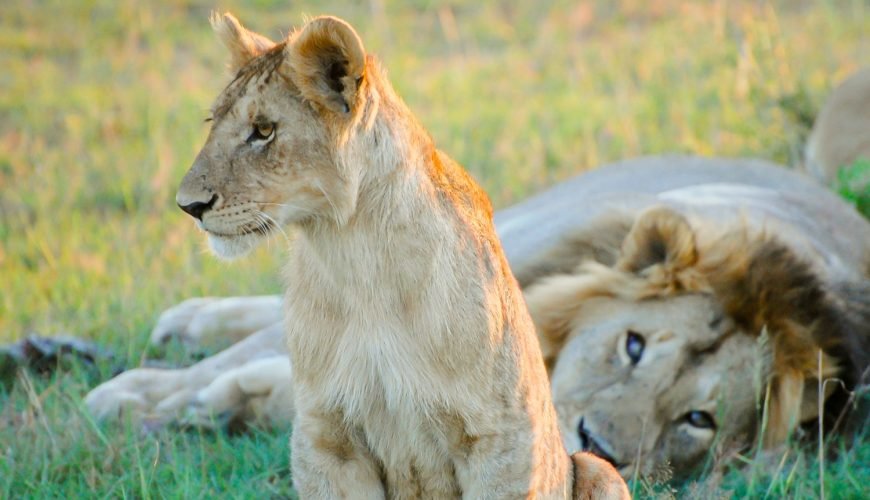 Into the Wild: What Makes a Kenyan Safari Truly Unforgettable