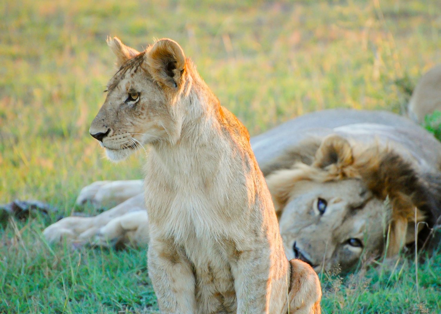 Into the Wild: What Makes a Kenyan Safari Truly Unforgettable
