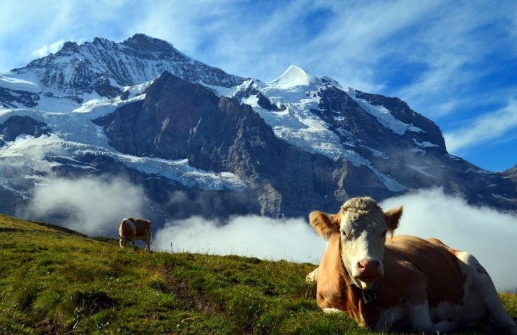 Switzerland by Season-Magic Awaits You in Spring, Summer, Autumn, and Snow