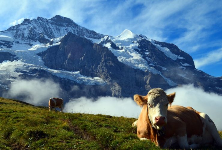 Switzerland by Season-Magic Awaits You in Spring, Summer, Autumn, and Snow