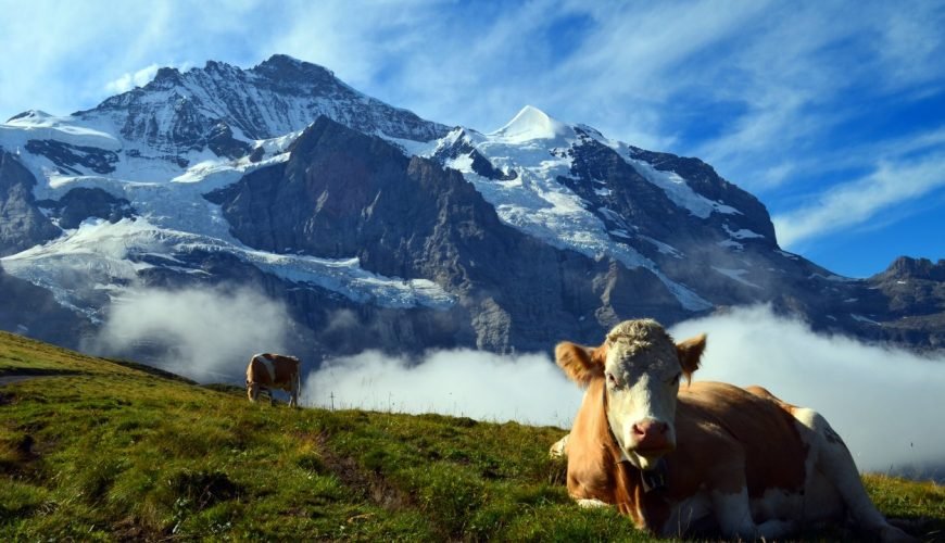 Switzerland by Season-Magic Awaits You in Spring, Summer, Autumn, and Snow