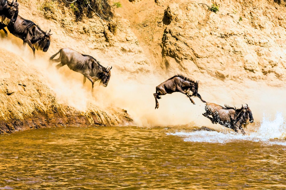 Migration