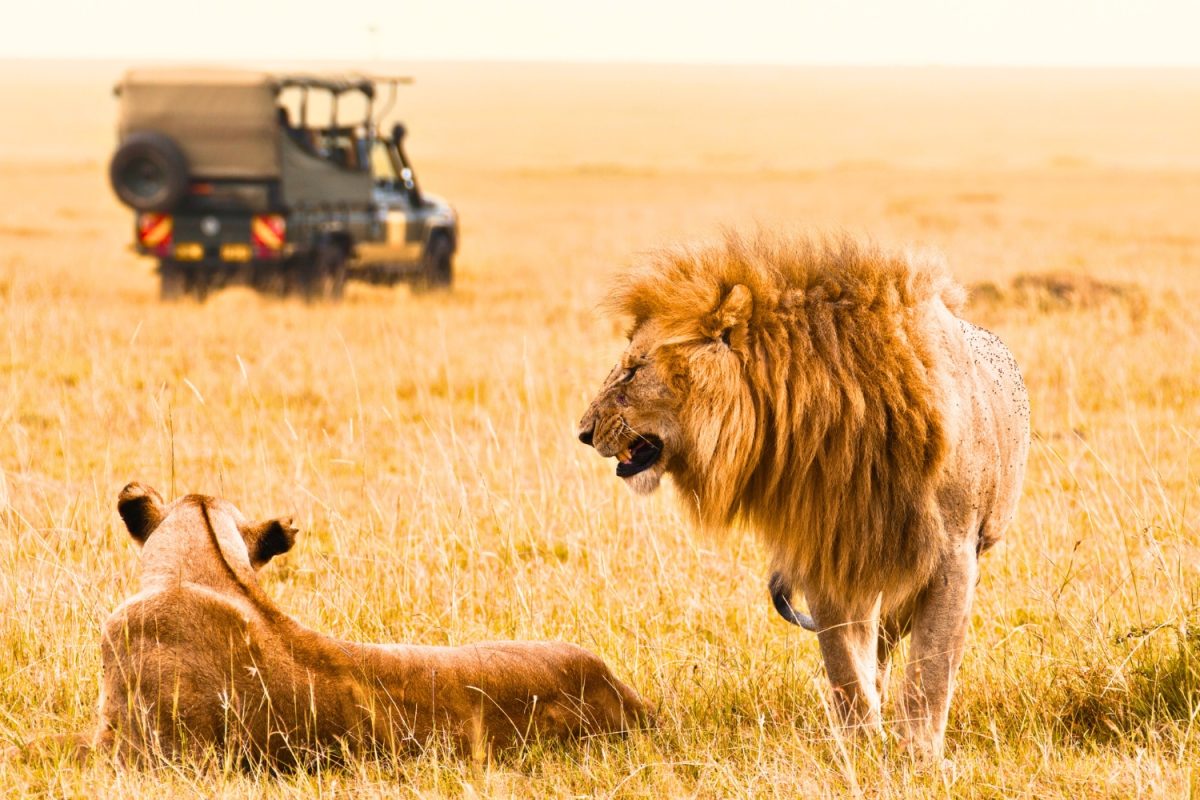 Safari