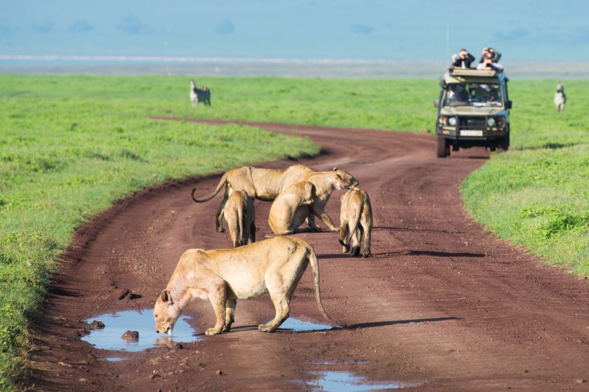 Tanzania safari