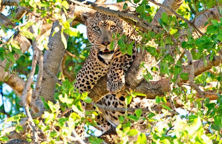 Wild & Untamed: Sri Lanka’s Best Wildlife Experiences