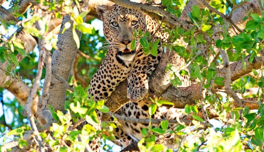 Wild & Untamed: Sri Lanka’s Best Wildlife Experiences