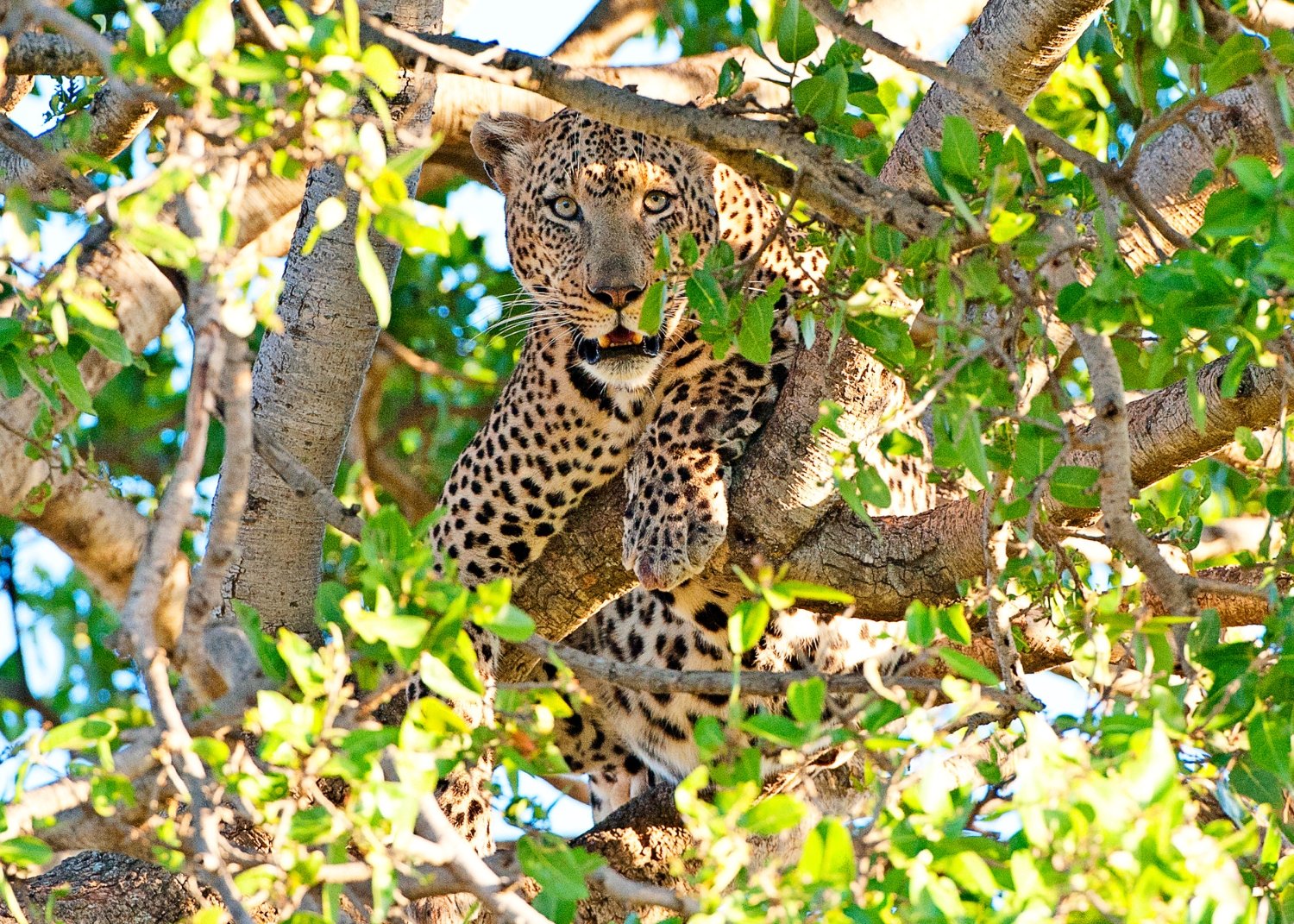 Wild & Untamed: Sri Lanka’s Best Wildlife Experiences