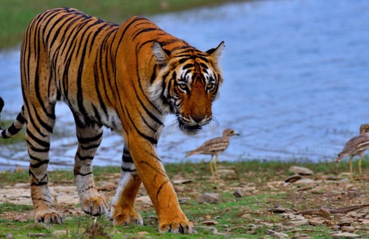 In the Wild Heart of India: Top Wildlife Experiences Worth Travelling For