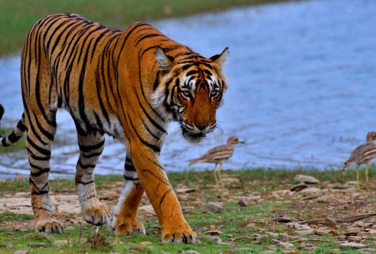 In the Wild Heart of India: Top Wildlife Experiences Worth Travelling For