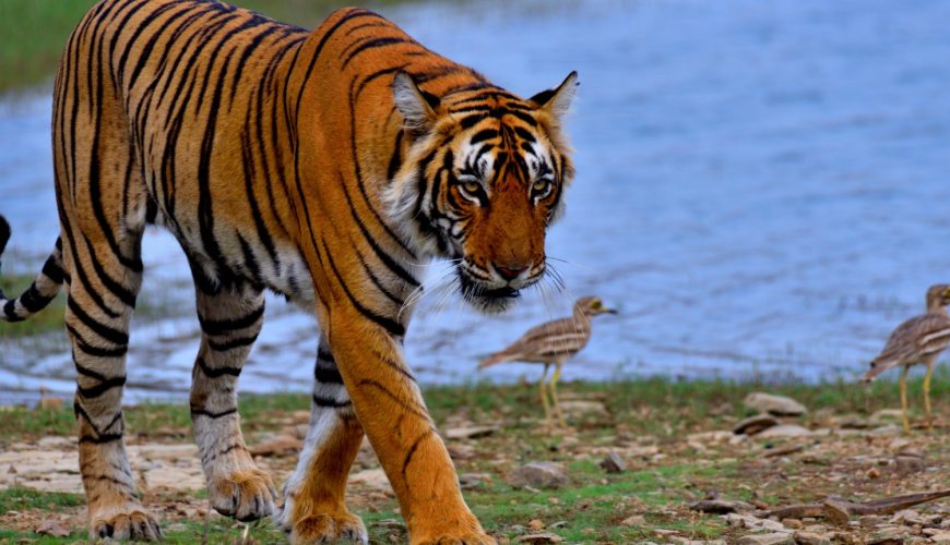 In the Wild Heart of India: Top Wildlife Experiences Worth Travelling For