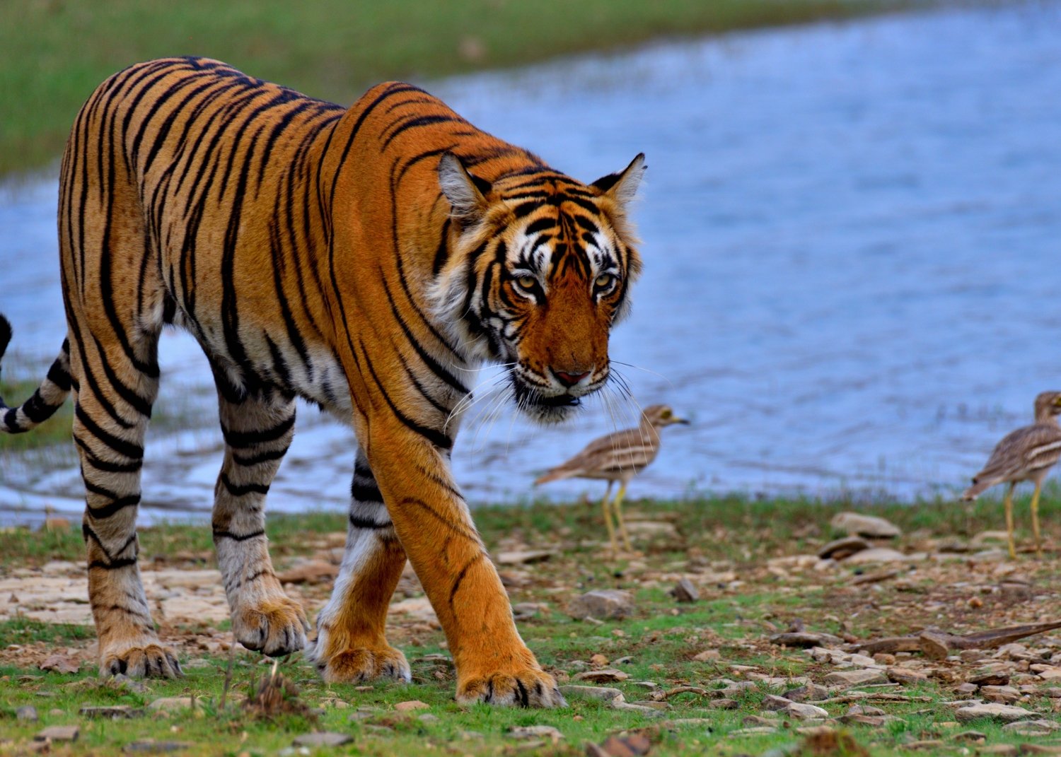 In the Wild Heart of India: Top Wildlife Experiences Worth Travelling For