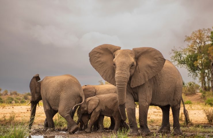 Into the Wild: Nepal’s Top Wildlife Experiences