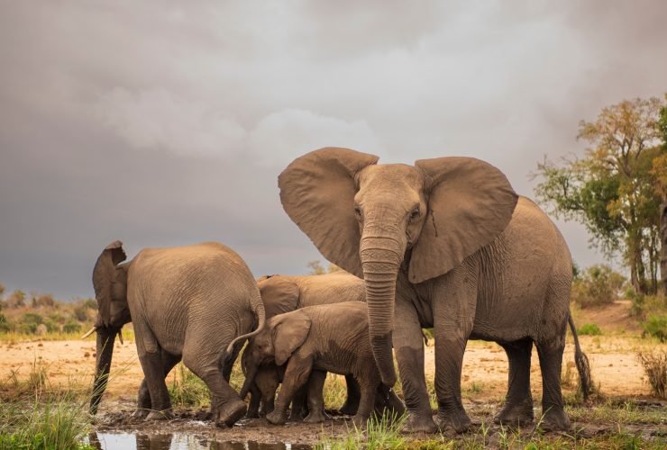 Into the Wild: Nepal’s Top Wildlife Experiences