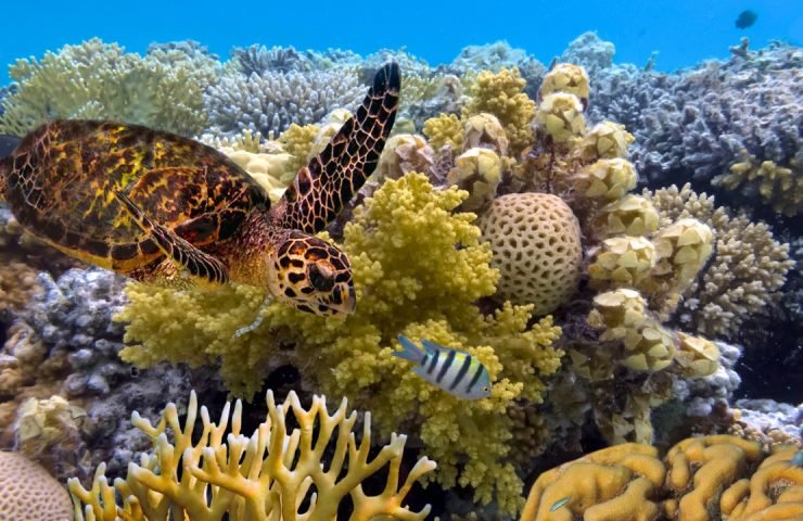 The Great Barrier Reef: When, Where and How to Experience It Responsibly