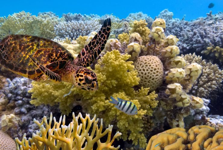 The Great Barrier Reef: When, Where and How to Experience It Responsibly