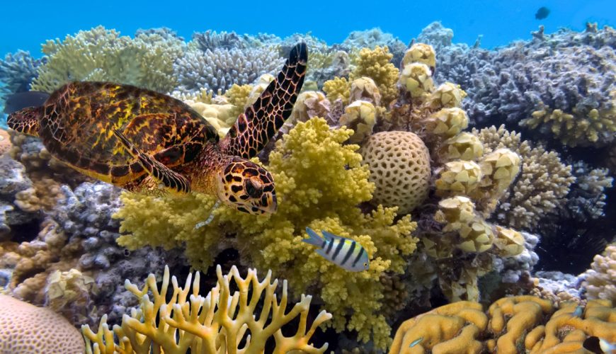 The Great Barrier Reef: When, Where and How to Experience It Responsibly