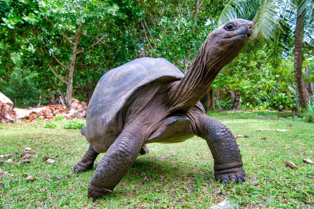 giant Aldabra tortoises
