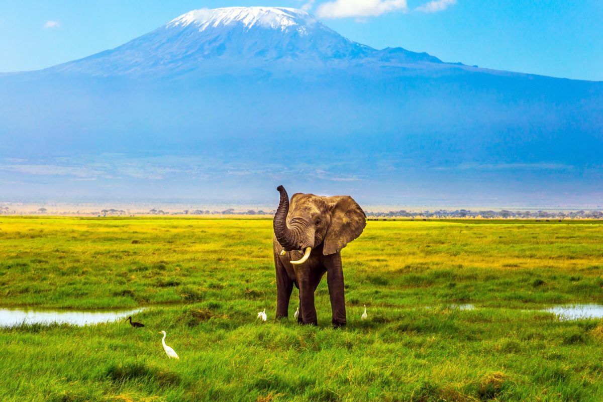 kilimanjaro