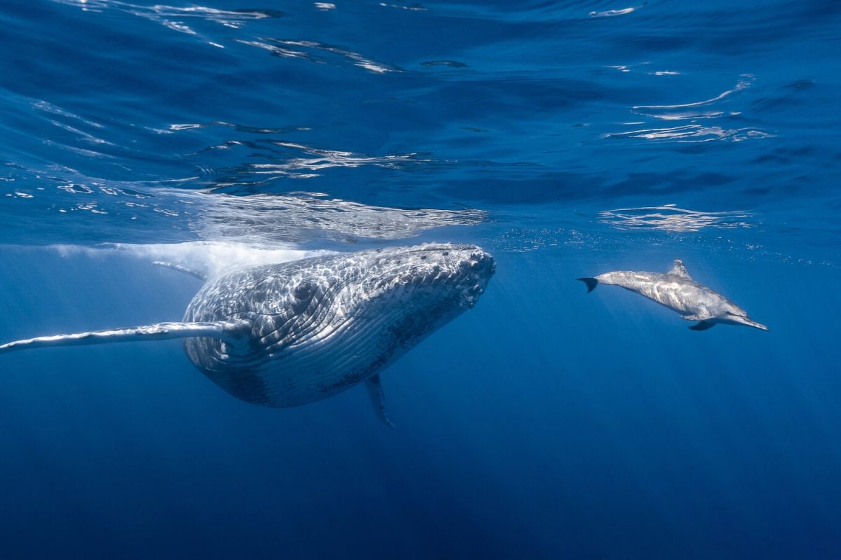 wildlife encounters